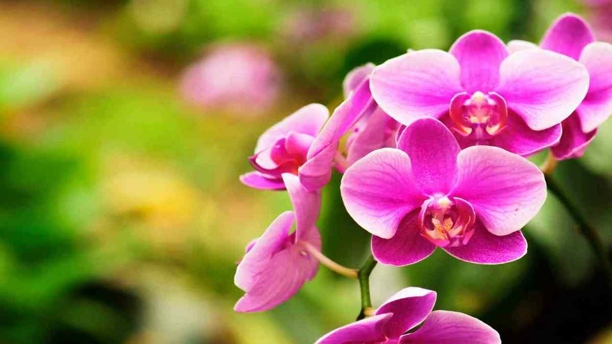 faire refleurir une orchidée