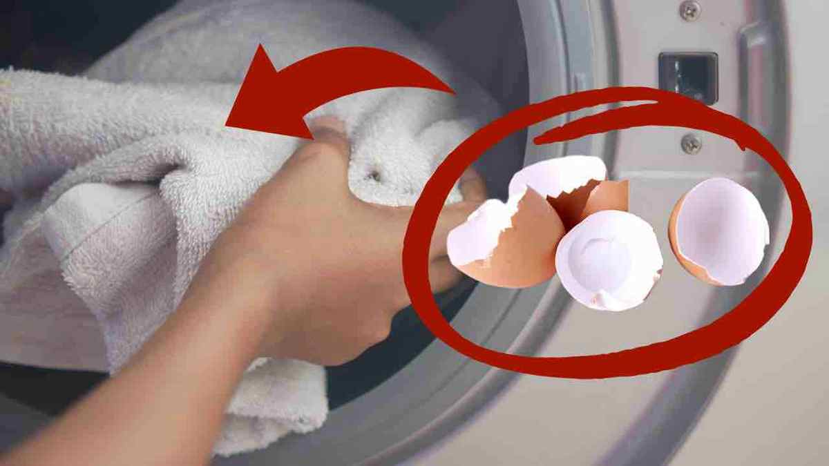 Coquilles d'œufs dans la machine à laver