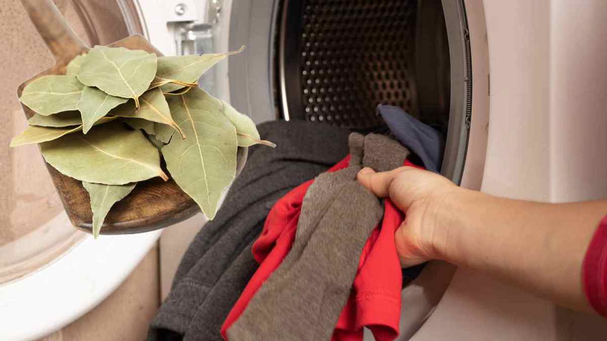 les feuilles de laurier dans la machine à laver