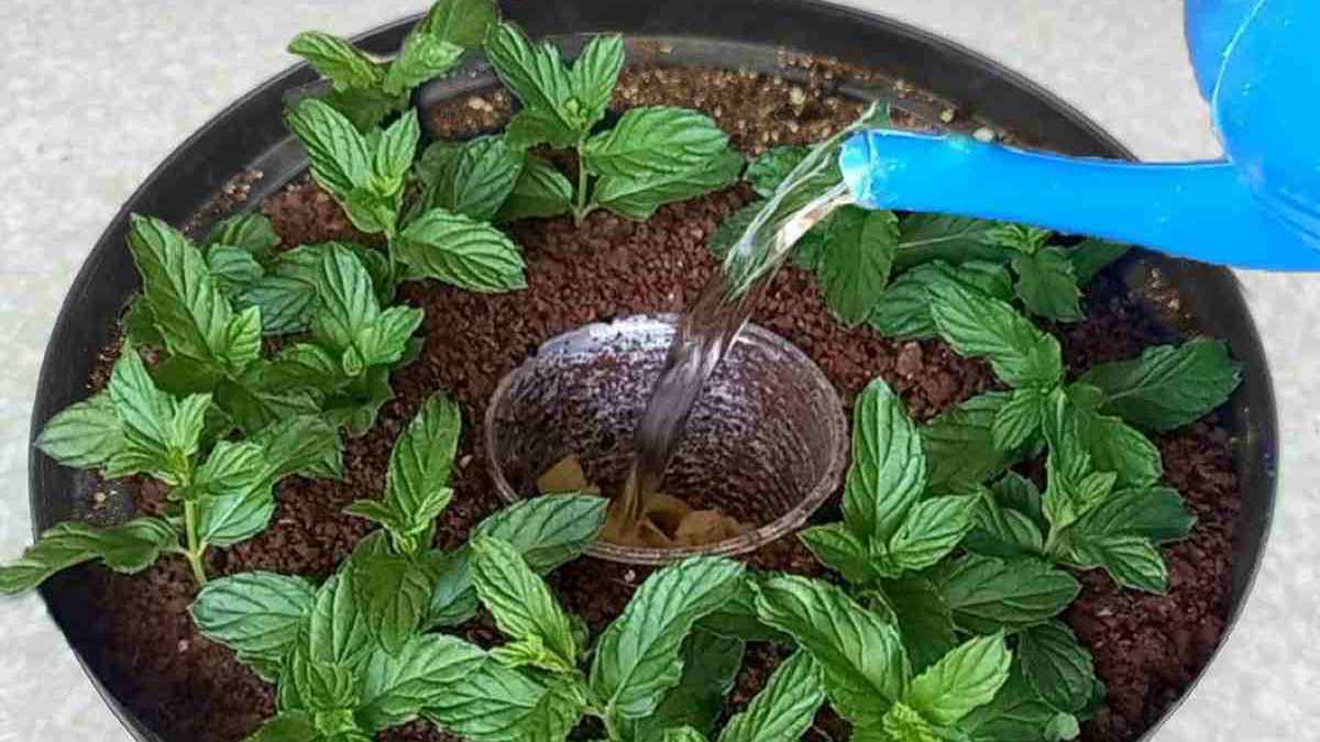 cultiver un potager en pots