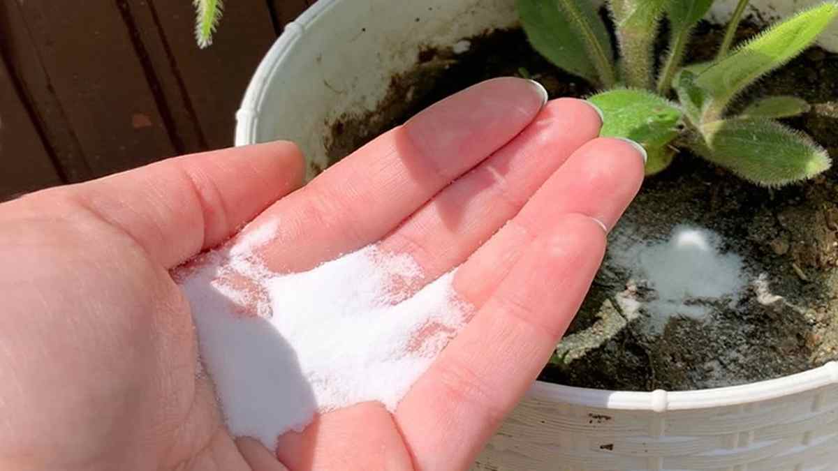utilisations du bicarbonate dans le jardin