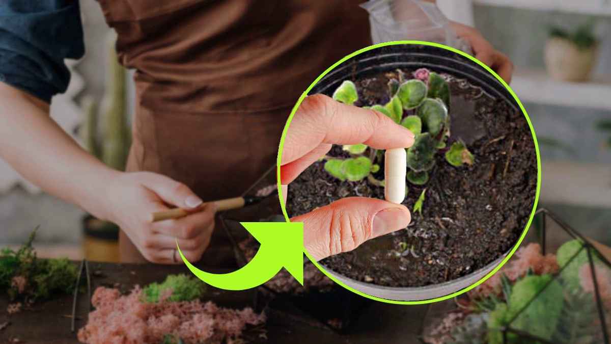 jeter un comprimé dans les plantes
