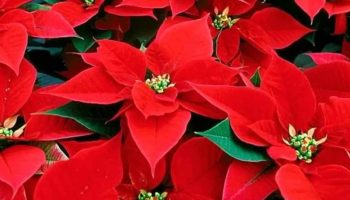 Comment Soigner les Poinsettias