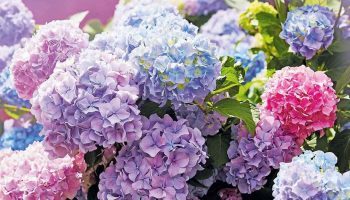 Ce Déchet de Cuisine Fait Fleurir Vos Hortensias comme Jamais !