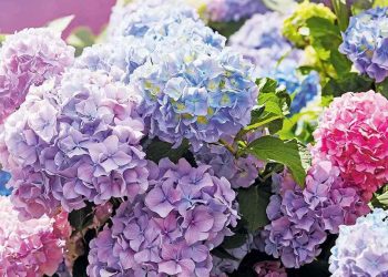 Ce Déchet de Cuisine Fait Fleurir Vos Hortensias comme Jamais !