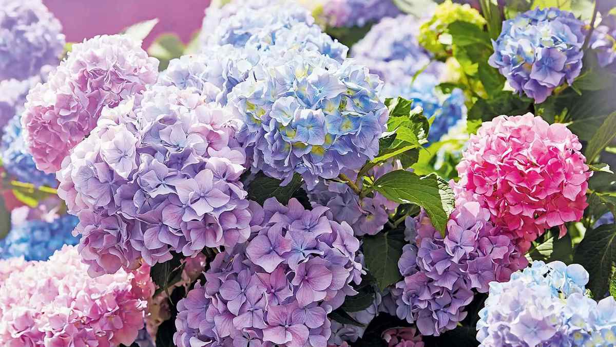 Ce Déchet de Cuisine Fait Fleurir Vos Hortensias comme Jamais !